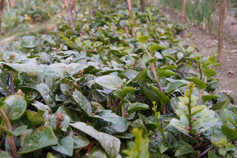 Malabar spinach stock image. Image of agricultural, background - 266098603