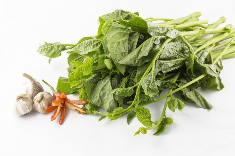 Malabar spinach stock photo. Image of growth, nutrition - 135219598
