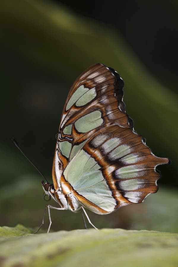 Malachite butterfly