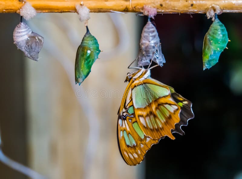 Malachite butterfly coming out of its cocoon, pupation process, Entomoculture background