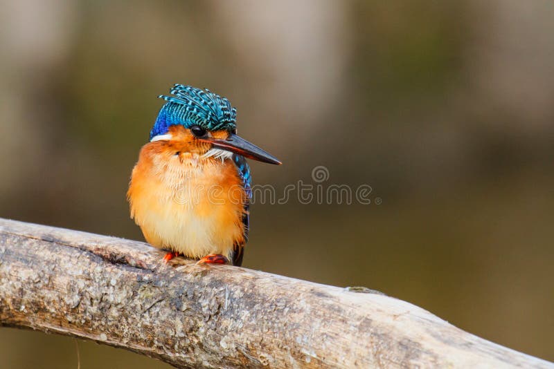 Malachite kingfisher in Ethiopia