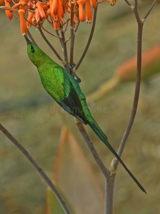 Malachite Sunbird