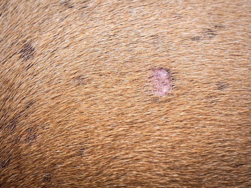 Maladie De La Peau Du Chien De Brown Image stock Image du canin, fond