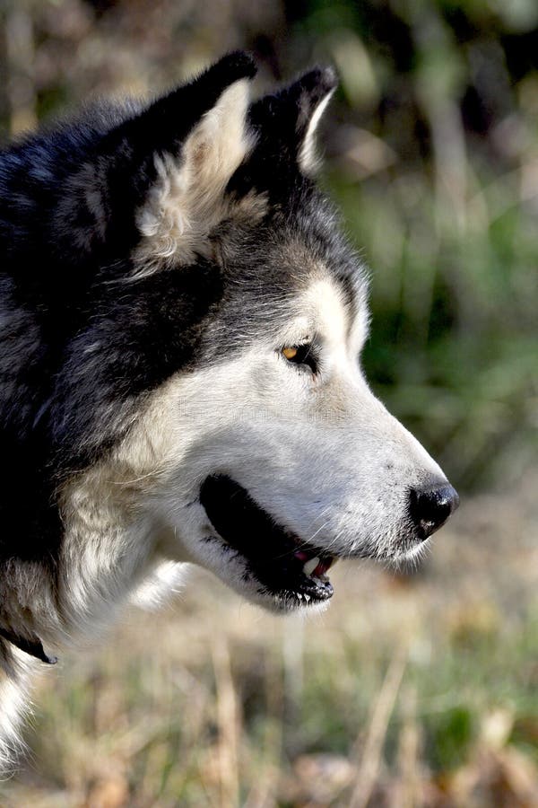 Malamut Hund stockbild. Bild von garten, haustier, blau 16642259