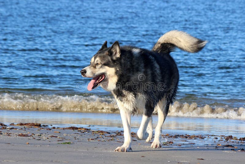 Malamute bij het Strand stock afbeeldingen Malamute bij het Strand stock afbeeldingen