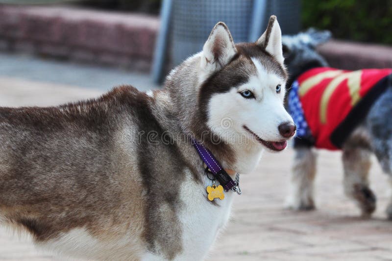 Malamute d'Alasca fotografia stock libera da diritti Malamute d'Alasca fotografia stock libera da diritti