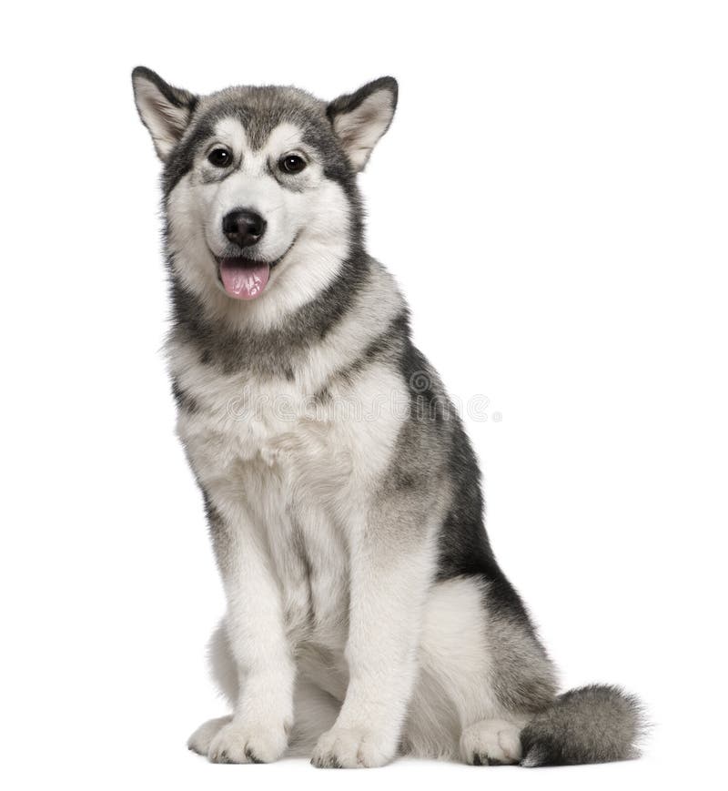 Malamute d'Alasca, 4 mesi, sedentesi immagine stock libera da diritti Malamute d'Alasca, 4 mesi, sedentesi immagine stock libera da diritti
