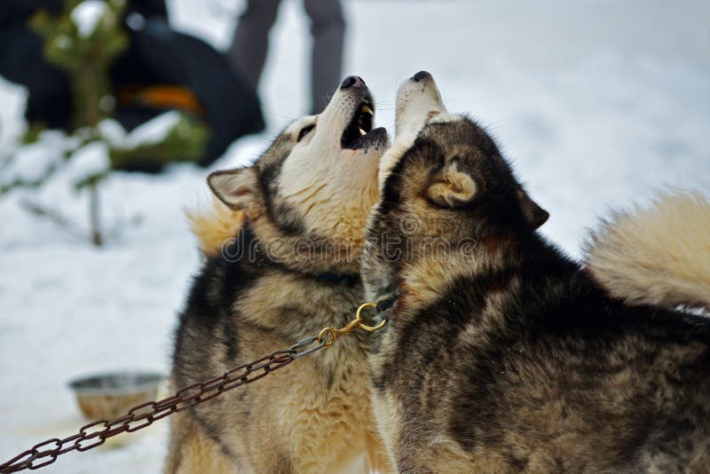 Malamute d'Alasca che gioca nella neve immagine stock Malamute d'Alasca che gioca nella neve immagine stock