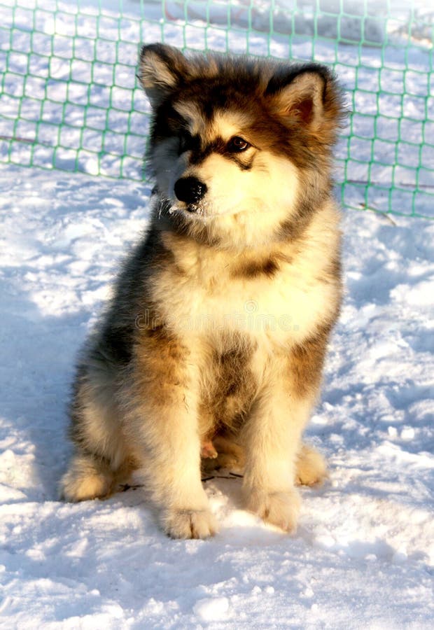 Malamute d'Alasca del cucciolo del cane fotografia stock libera da diritti Malamute d'Alasca del cucciolo del cane fotografia stock libera da diritti