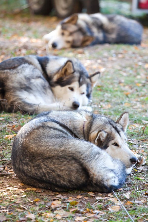 Malamute d'Alasca di sonno fotografia stock Malamute d'Alasca di sonno fotografia stock