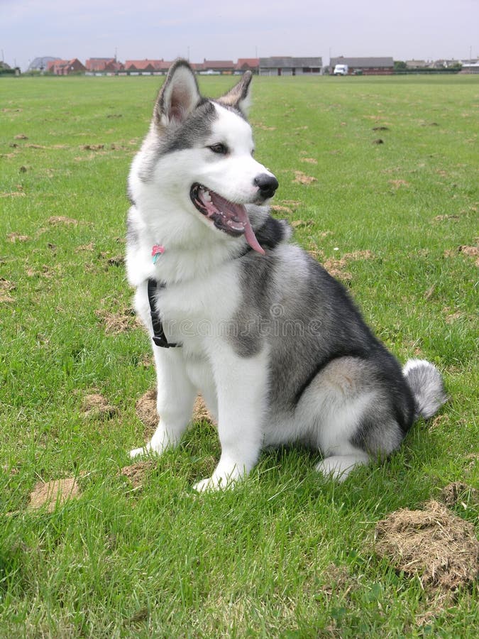 Malamute d'Alaska photo libre de droits Malamute d'Alaska photo libre de droits
