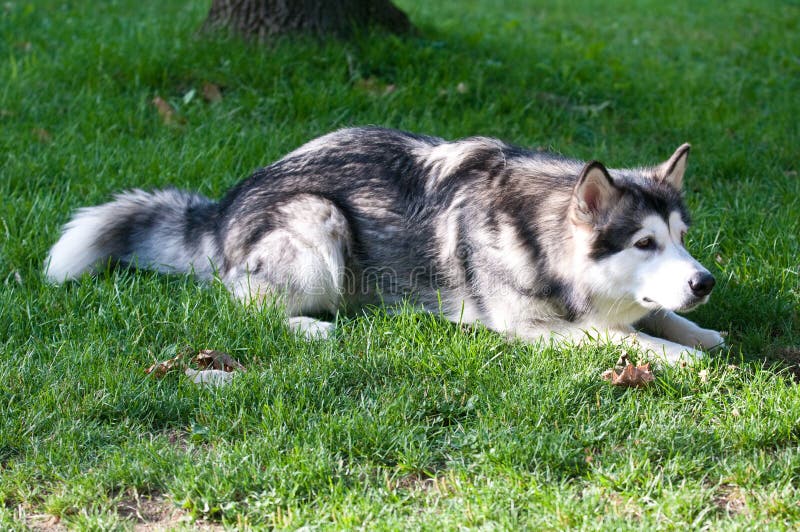 Malamute d'Alaska de race de chien images libres de droits Malamute d'Alaska de race de chien images libres de droits