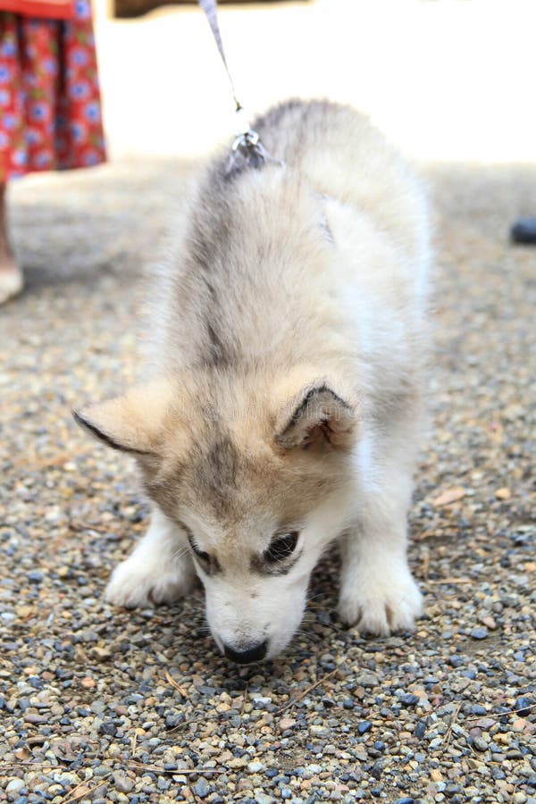 Malamute Puppy on a Leash Sniffing the Ground Stock Photo Image of