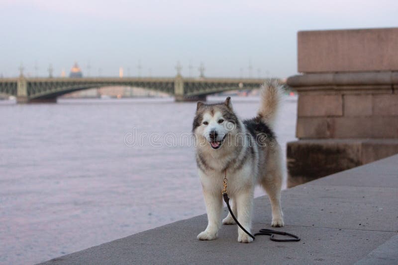 Alaskan Malamute against the background of the historical center of St. Petersburg at Neva embankment. Alaskan Malamute against the background of the historical center of St. Petersburg at Neva embankment