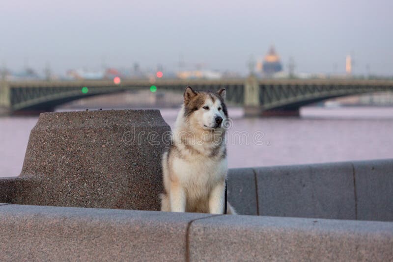 Alaskan Malamute against the background of the historical center of St. Petersburg at Neva embankment. Alaskan Malamute against the background of the historical center of St. Petersburg at Neva embankment