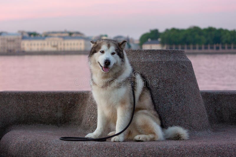 Alaskan Malamute against the background of the historical center of St. Petersburg at Neva embankment. Alaskan Malamute against the background of the historical center of St. Petersburg at Neva embankment