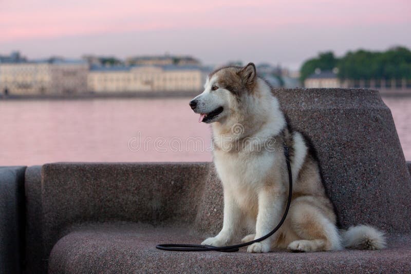 Alaskan Malamute against the background of the historical center of St. Petersburg at Neva embankment. Alaskan Malamute against the background of the historical center of St. Petersburg at Neva embankment