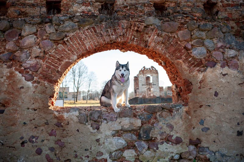 Alaskan Malamute Sitting on the Ruins. Alaskan Malamute Sitting on the Ruins