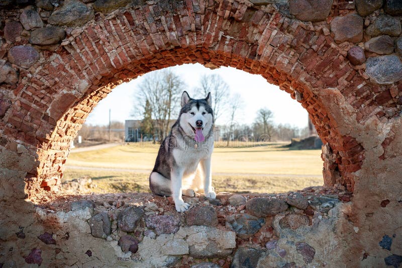 Alaskan Malamute Sitting on the Ruins. Alaskan Malamute Sitting on the Ruins