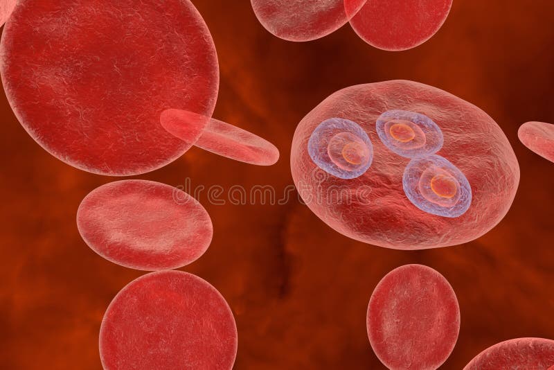 Buy Plasmodium Vivax Morphology, Science Art Print, Malaria Causing  Parasite Life Cycle Poster,parasitology Art Online in India - Etsy