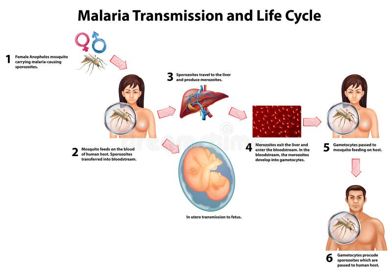 Malaria Transmission And Life Cycle Stock Vector - Image: 62878801