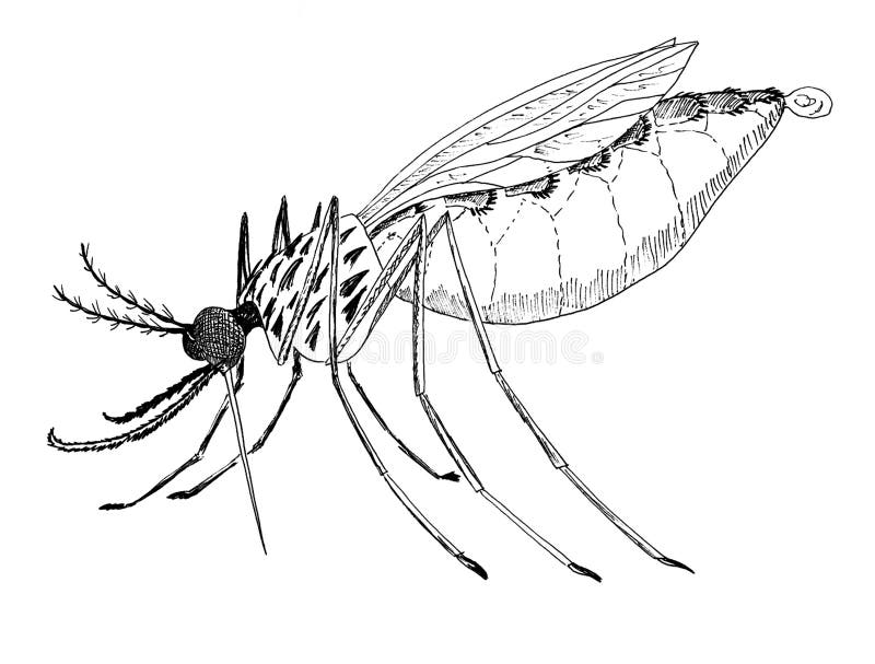 Mosquito Hand Drawing Black And White Mosquito Sketch Stock Photo -  Download Image Now - iStock