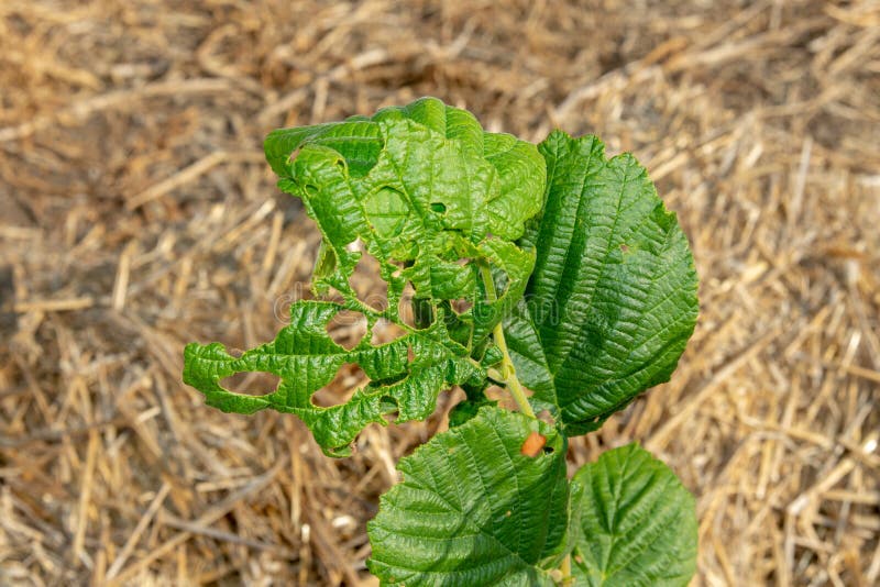 Malattie e parassiti dei dadi e delle foglie del primo piano dei cespugli della nocciola Il concetto di protezione chimica del gi fotografie stock Malattie e parassiti dei dadi e delle foglie del primo piano dei cespugli della nocciola Il concetto di protezione chimica del gi fotografie stock