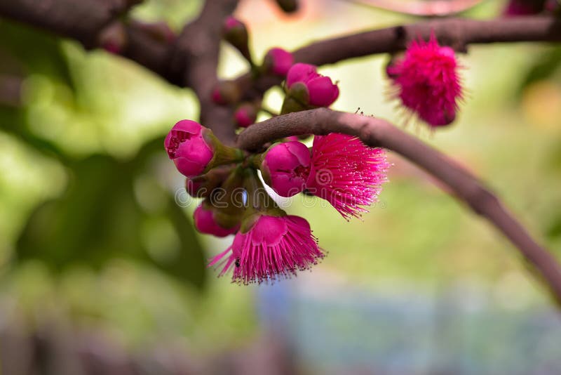 Malay Apple Tree Currently in Bloom, Thailand Stock Image Image of