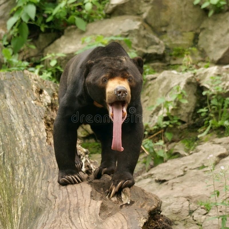 Malayan Slnko Medveď, Helarctos malayanus, dlhý jazyk