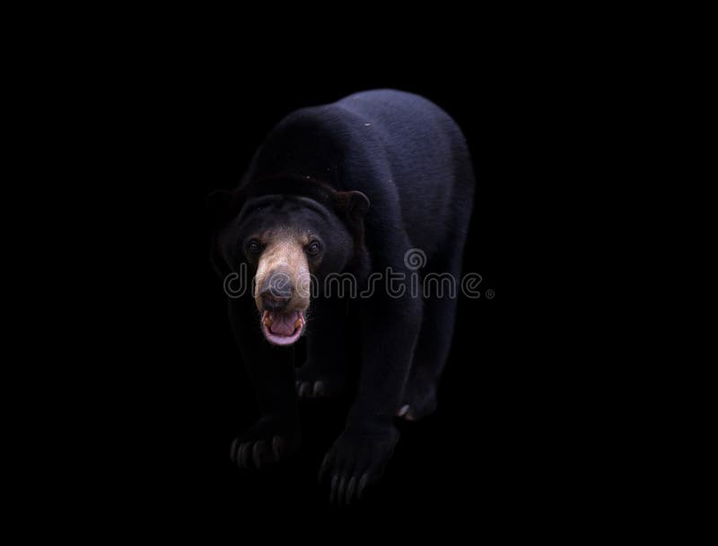 Malayan sun bear in dark background
