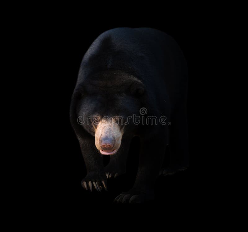 Malayan sun bear in dark background