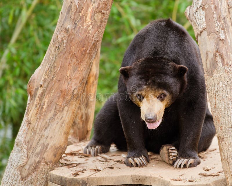 Malayan sun bear