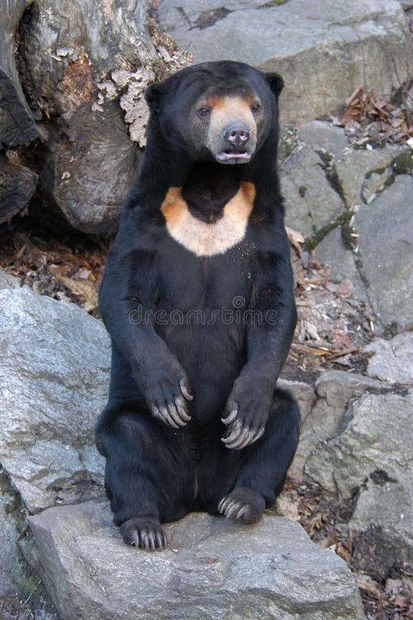 Malayan sun bear