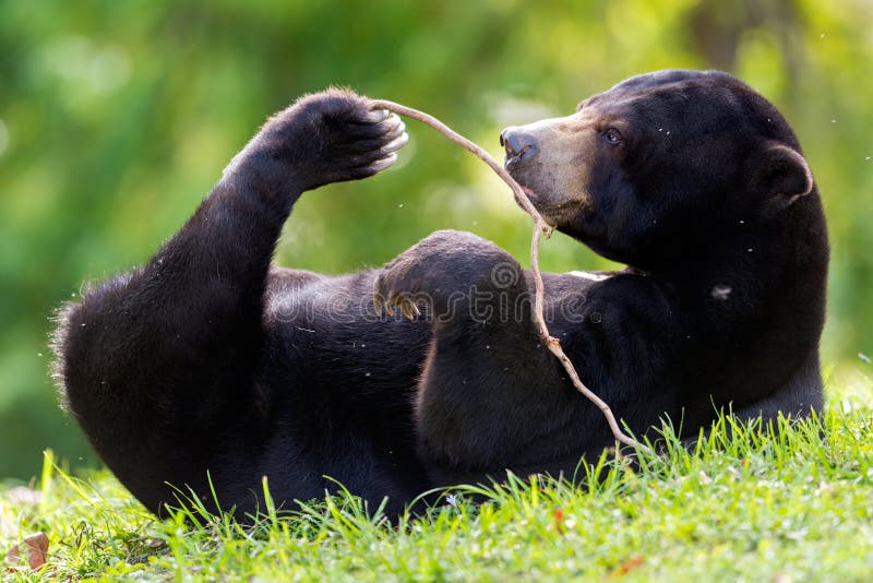 Malayan sun bear (Helarctos malayanus)