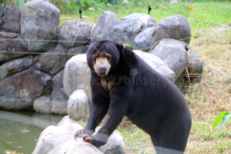 Malayan sun bear or Helarctos malayanus.