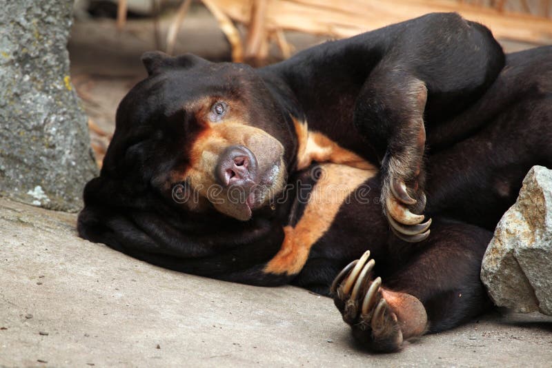 Malayan sun bear (Helarctos malayanus).