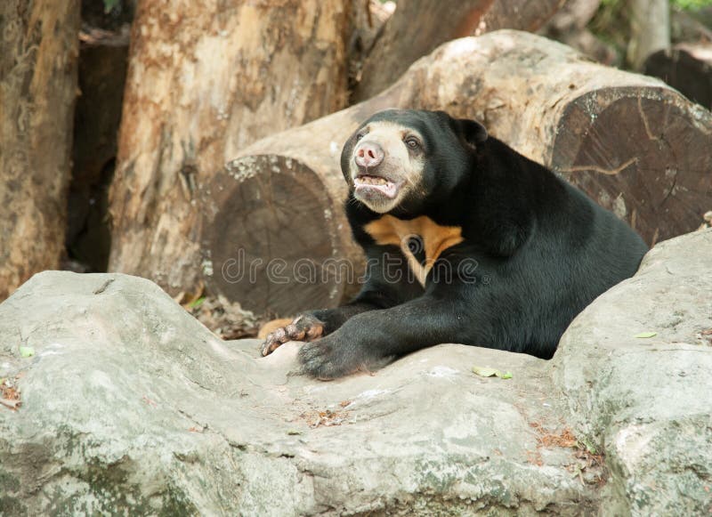 Malayan Sun Bear, Honey Bear Stock Photo Image of sloth, smallest 30581704
