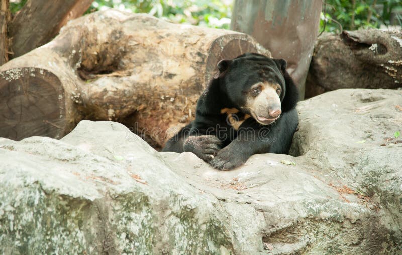 Malayan Sun Bear, Honey Bear Stock Photo Image of keywords, carnivores 30582636