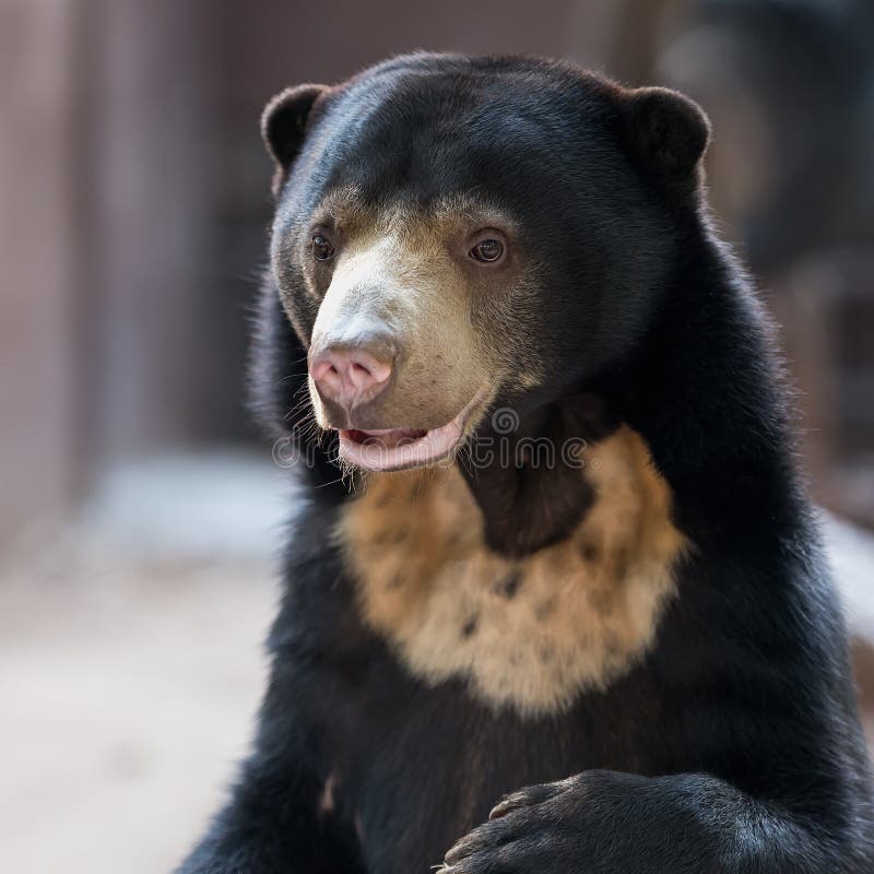 577 Malayan Sun Bear Honey Stock Photos Free & RoyaltyFree Stock Photos from Dreamstime