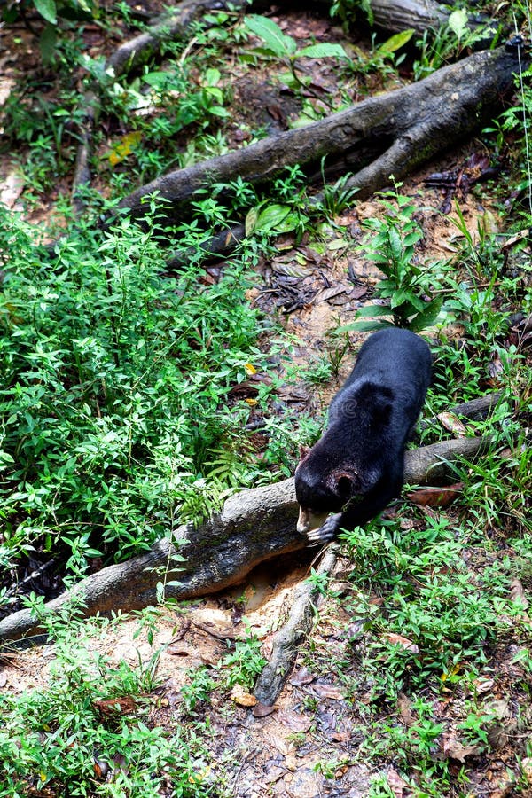 Malayan Sunbear Helarctos malayanus in the jungle, Sabah, Born