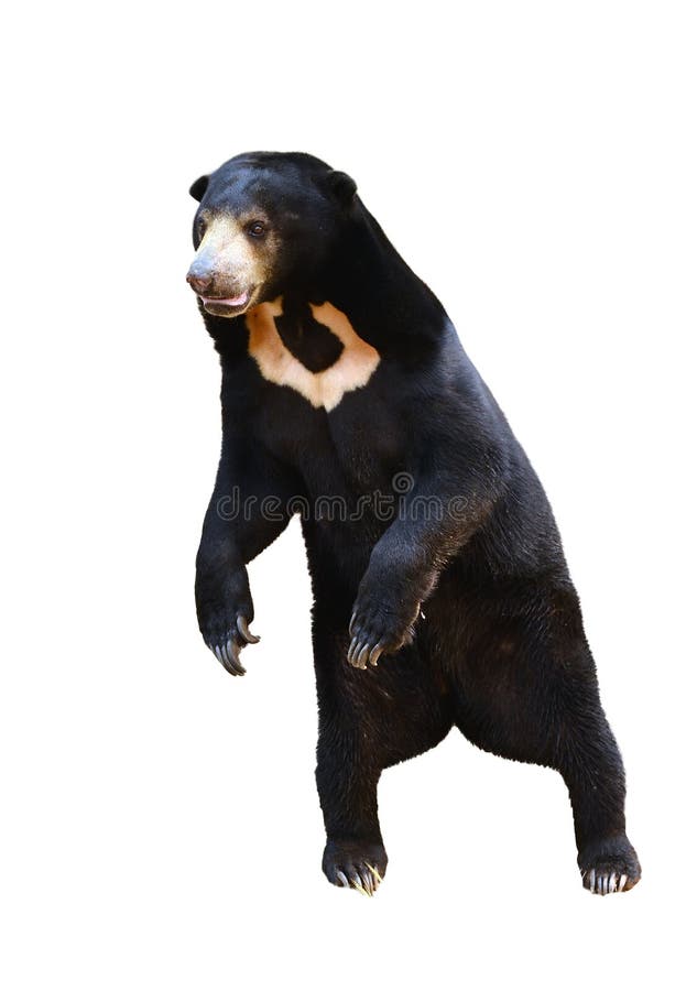 Malayan sunbear standing isolated