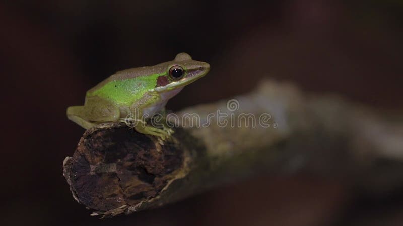 Malayan White-lipped Frog on Leaf. Night Jungle Safari in Tropical