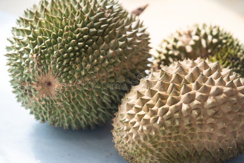 Black thorn vs musang king