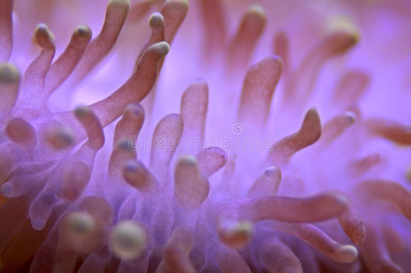 Malaysia, Langkawi: Sea anemone