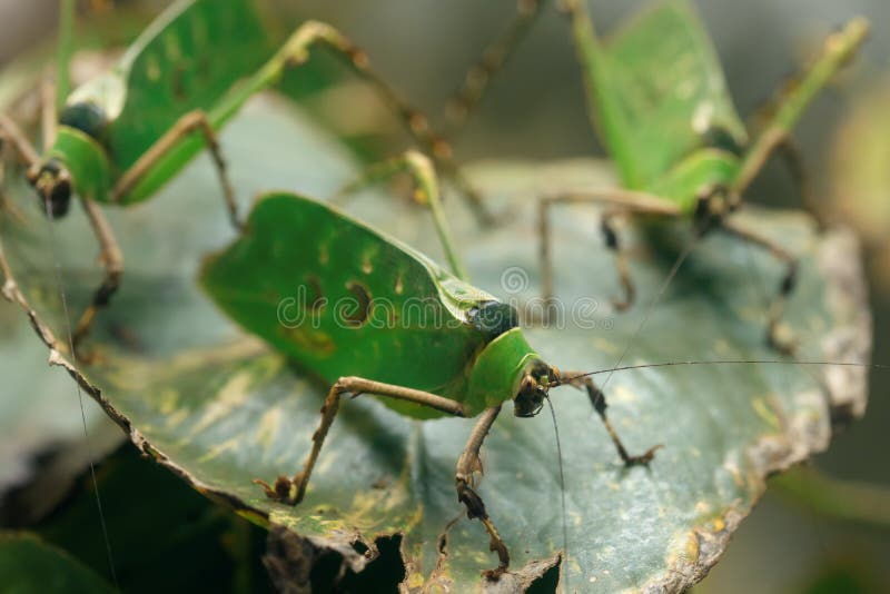 Malaysian leaf grasshopper Ancylecha fenestrata