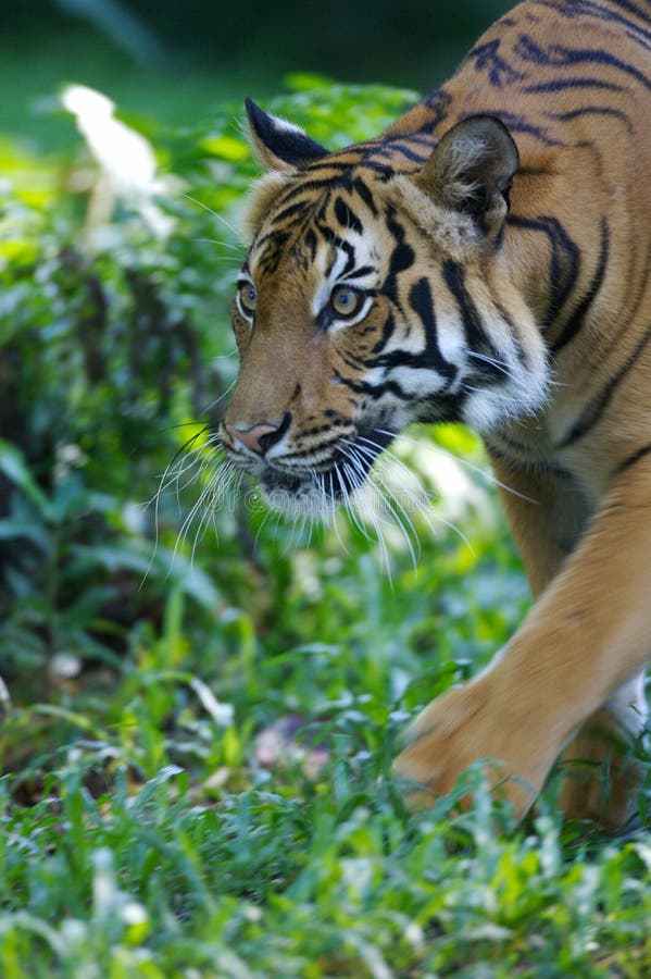 Malaysian Tiger