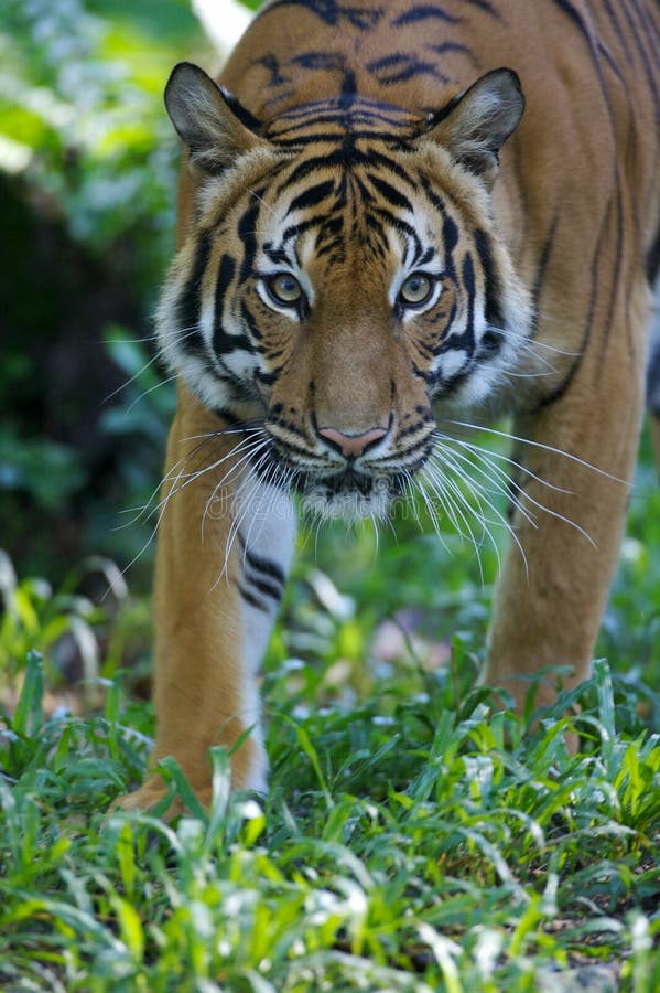 Malaysian Tiger