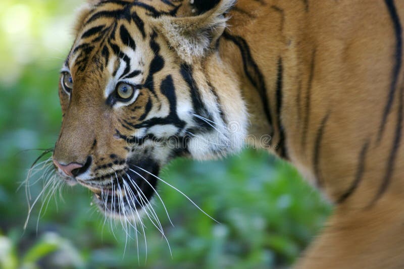 Malaysian Tiger