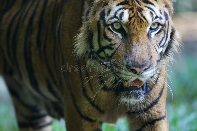 Malaysian Tiger