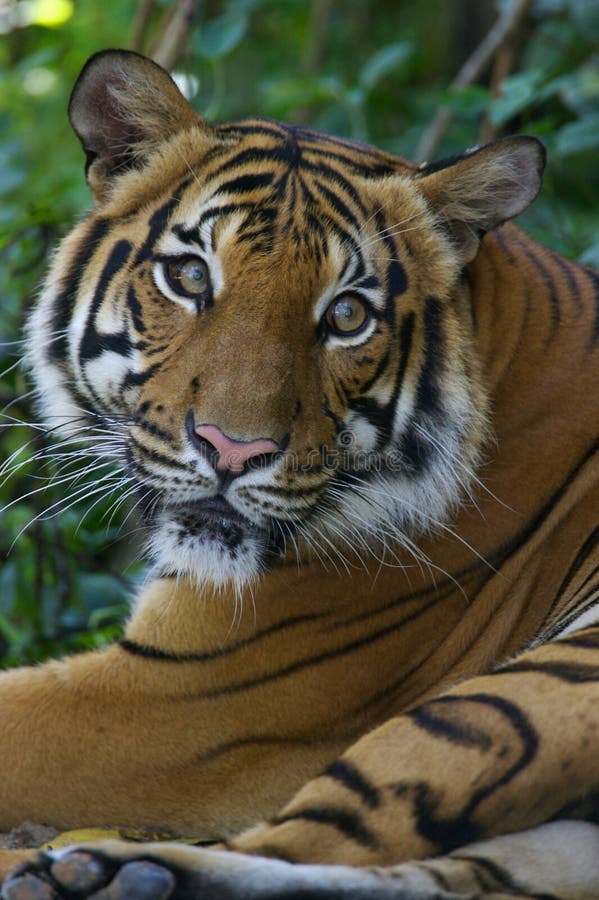 Malaysian Tiger